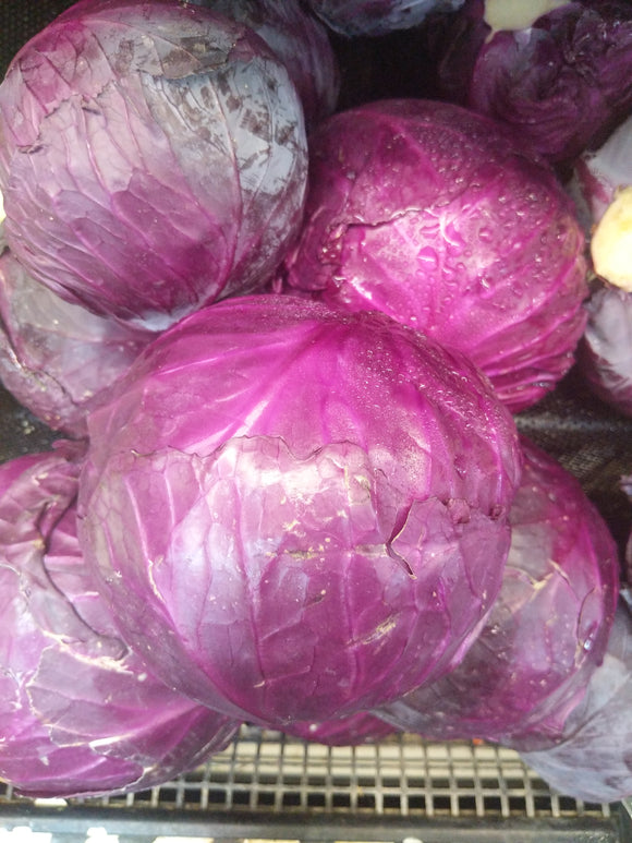 Head of Purple Cabbage